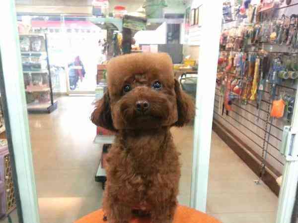 A bizarra moda da tosa cubista no Japão dogshow5