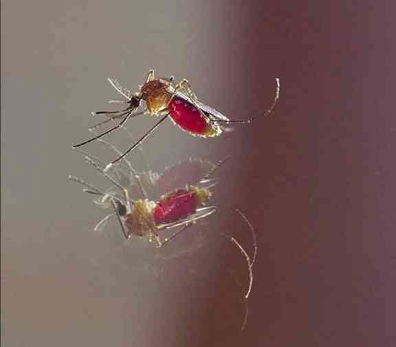 Pernilongo: O maior desafio do mundo Eu sei que este não é o mosquito da dengue. Mas não dá pra não postar essa minha foto, né?