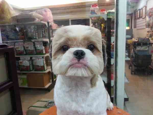A bizarra moda da tosa cubista no Japão square-round-dog-haircut-taiwan-2