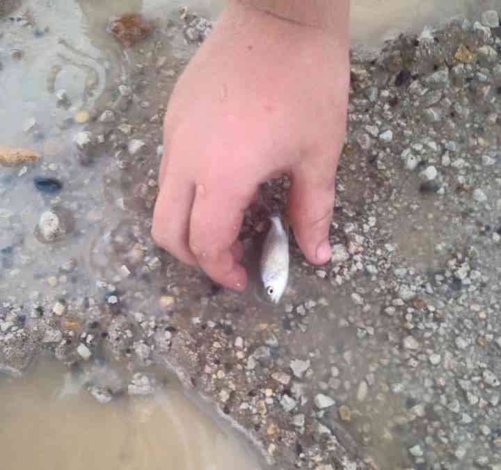 Choveu peixe na Austrália 29520593