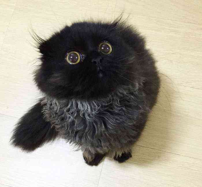 Conheça Gimo o gatinho com os maiores olhos que você já viu big-cute-eyes-cat-black-scottish-fold-gimo-1room1cat-122
