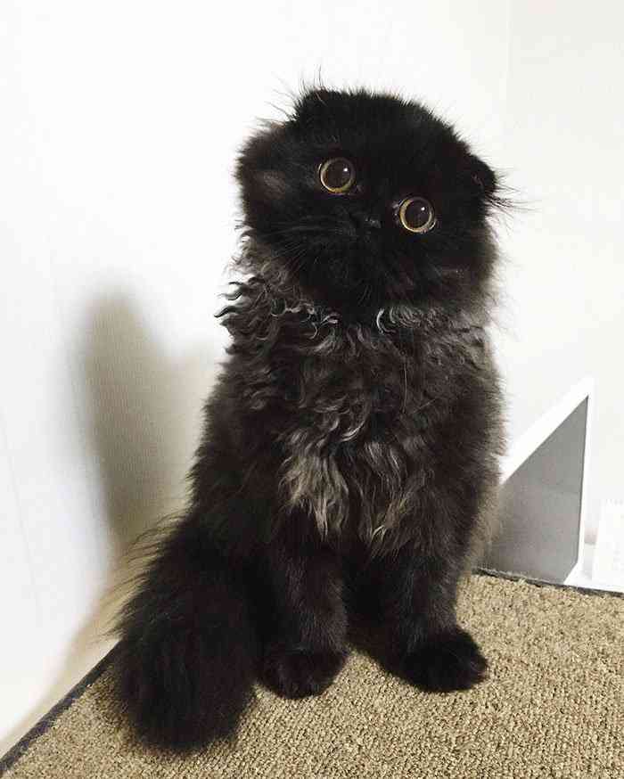 Conheça Gimo o gatinho com os maiores olhos que você já viu big-cute-eyes-cat-black-scottish-fold-gimo-1room1cat-201