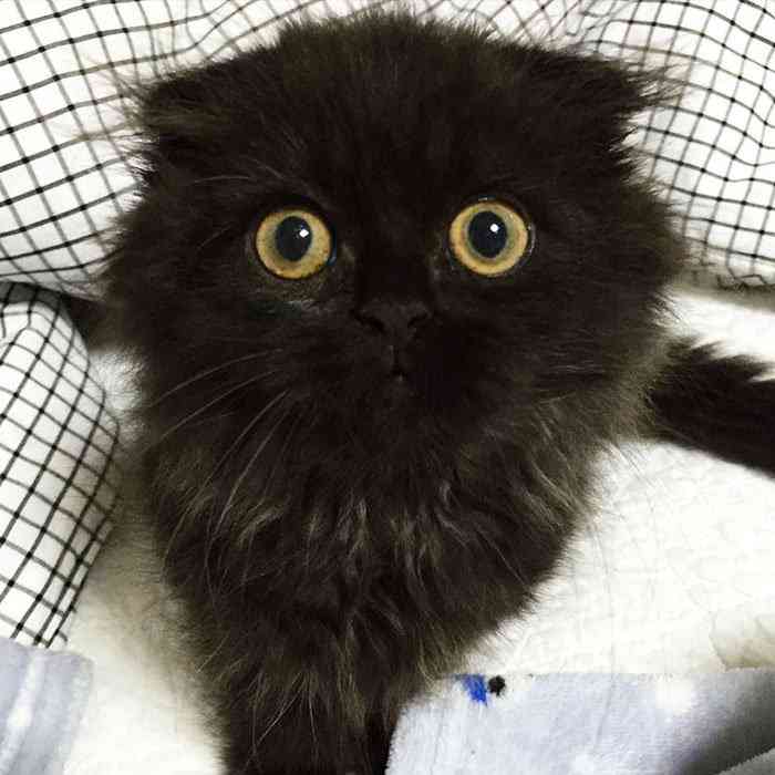Conheça Gimo o gatinho com os maiores olhos que você já viu big-cute-eyes-cat-black-scottish-fold-gimo-1room1cat-251