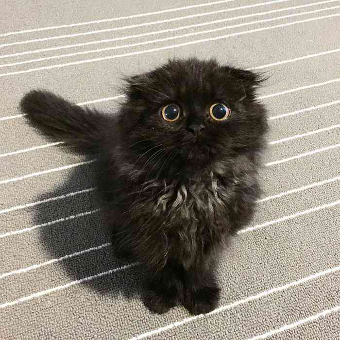 Conheça Gimo o gatinho com os maiores olhos que você já viu big-cute-eyes-cat-black-scottish-fold-gimo-1room1cat-271