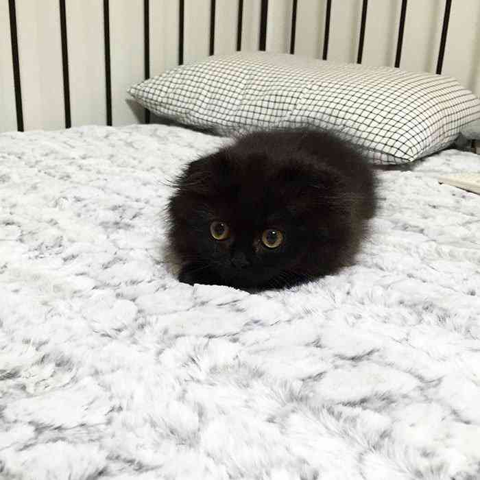 Conheça Gimo o gatinho com os maiores olhos que você já viu big-cute-eyes-cat-black-scottish-fold-gimo-1room1cat-311