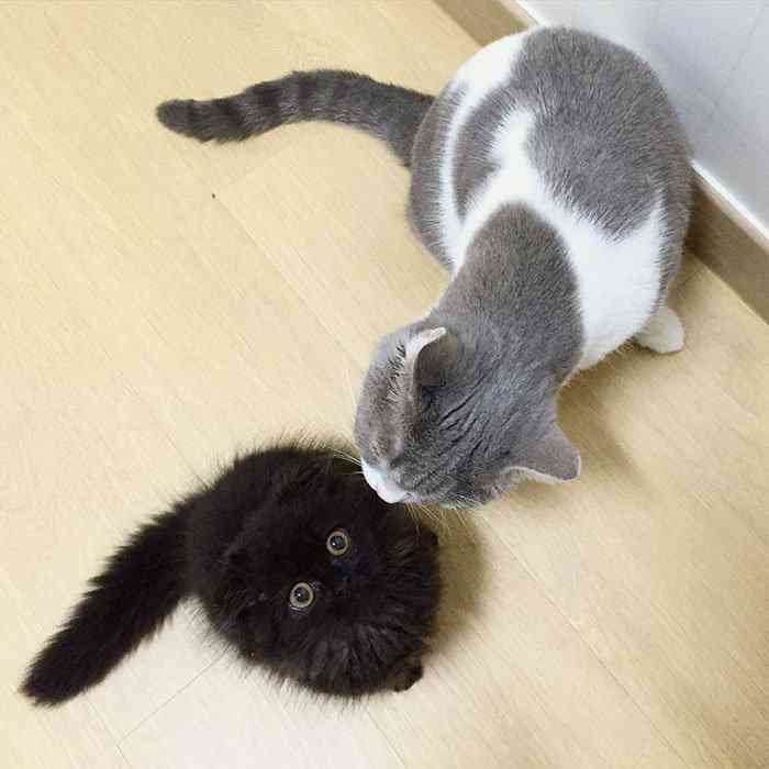 Conheça Gimo o gatinho com os maiores olhos que você já viu big-cute-eyes-cat-black-scottish-fold-gimo-1room1cat-331
