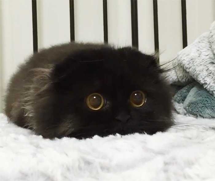 Conheça Gimo o gatinho com os maiores olhos que você já viu big-cute-eyes-cat-black-scottish-fold-gimo-1room1cat-48