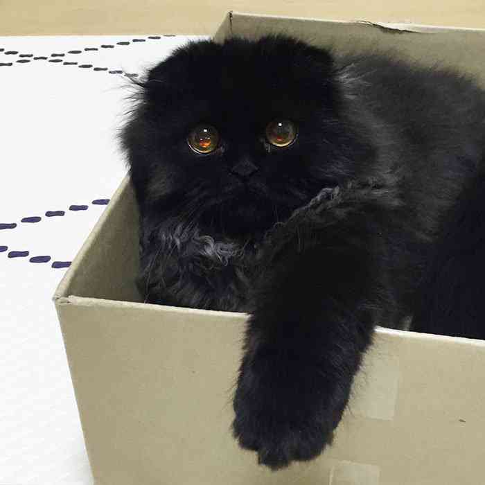 Conheça Gimo o gatinho com os maiores olhos que você já viu big-cute-eyes-cat-black-scottish-fold-gimo-1room1cat-92