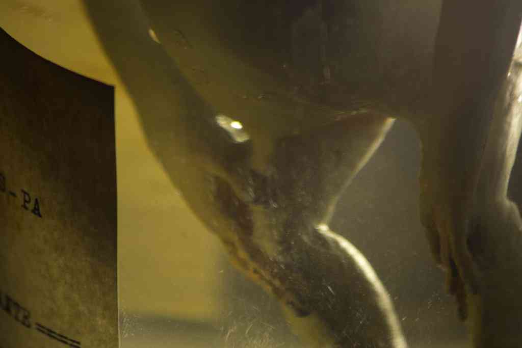 Feto alien no tubo alien no pote detalhes