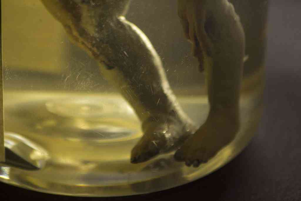 Feto alien no tubo alien no pote detalhes2
