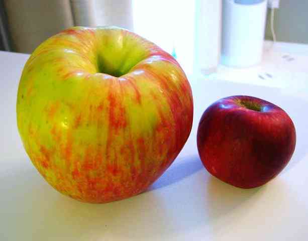 Tipos curiosos de maçãs: A maçã gigantesca Tipos curiosos de maçãs: A maçã gigantesca