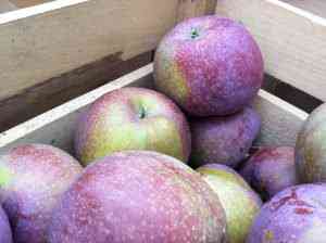 Tipos curiosos de maçãs: A maçã roxa Tipos curiosos de maçãs: A maçã roxa