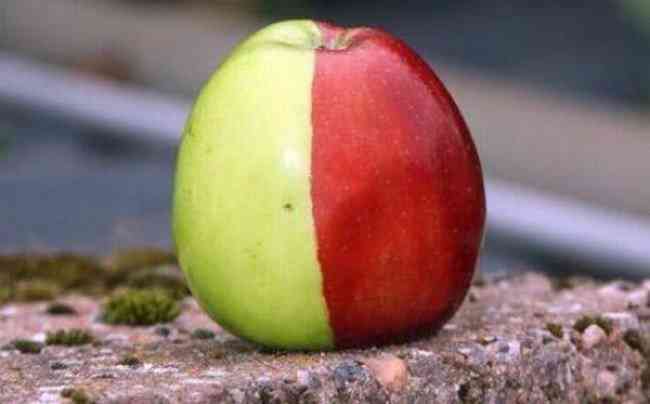 Tipos curiosos de maçãs: A maçã de duas cores Tipos curiosos de maçãs: A maçã de duas cores