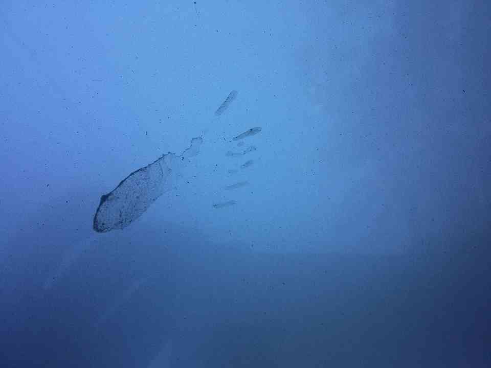 O estranho mistério das pegadas de Niterói 21463131 893567564126568 5763632116326392337 n | Polêmica | aliens, bizarro, estranho, mistério, Niterói, pegadas