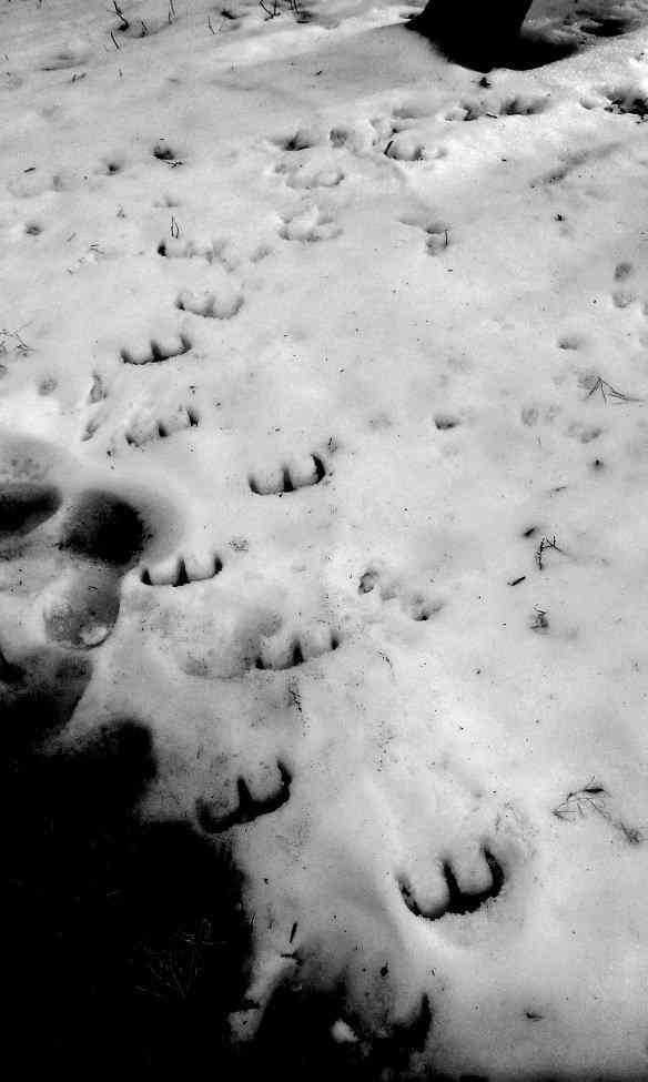 O estranho mistério das pegadas de Niterói copy of devils footprints 1 | Polêmica | aliens, bizarro, estranho, mistério, Niterói, pegadas