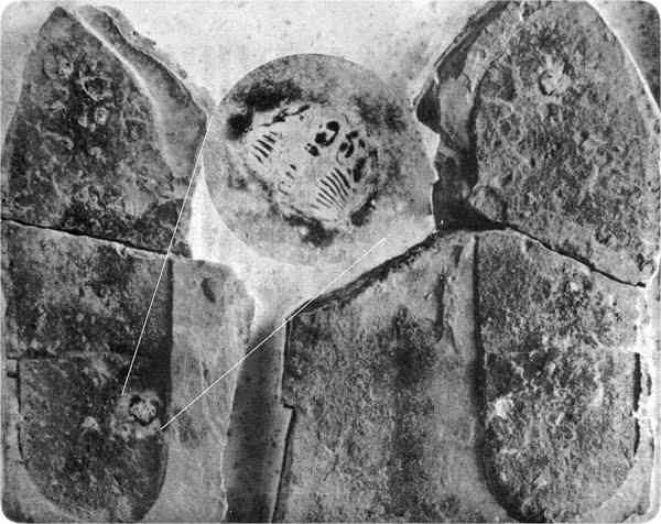 O estranho mistério das pegadas de Niterói footprintandtrilobite | Polêmica | aliens, bizarro, estranho, mistério, Niterói, pegadas