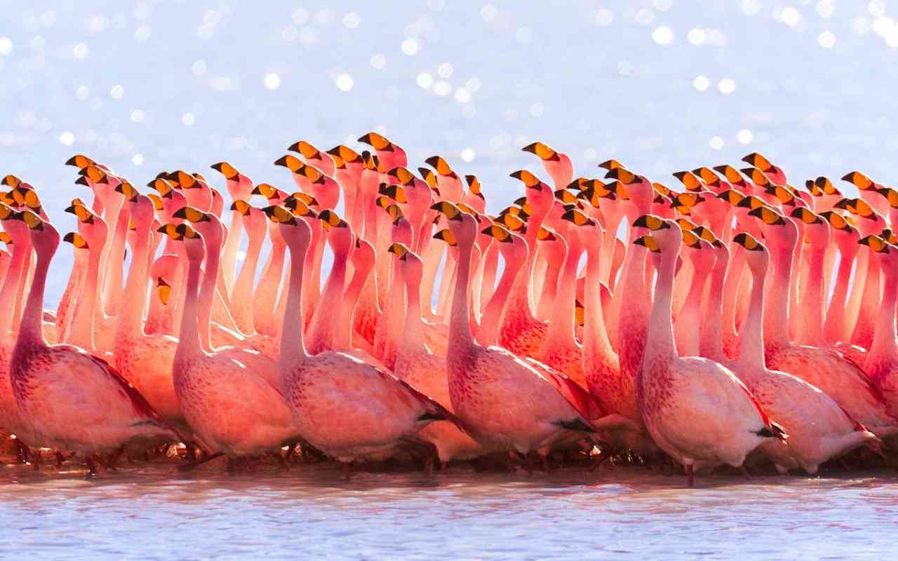 passaros feios: Flamingos passaros feios: Flamingos