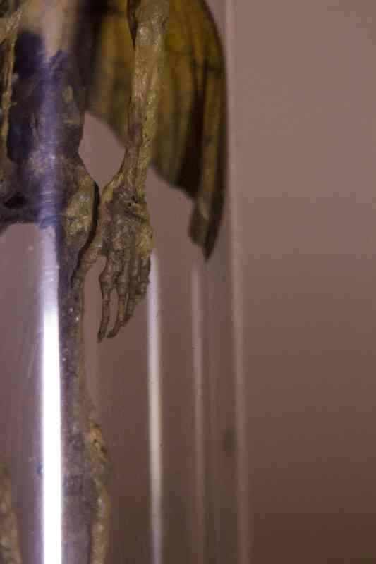 O misterioso item de Petrópolis fad2 | Arte | Arte, bizarro, conto, fada