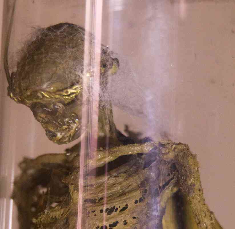 O misterioso item de Petrópolis fad8 | Arte | Arte, bizarro, conto, fada