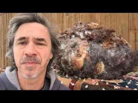 Sujeito revela: "Meu pai matou o pé grande e tenho a cabeça decepada dele pra provar!" Veja o video! cabecarra | Bizarro | bigfoot, bizarre, bizarro, incrível, pe grande, sinistro