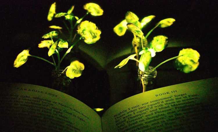 MIT descobre jeito de fazer as plantas brilharem no escuro glowing plant | Ciência | bizarro, brilho, MIT, plantas