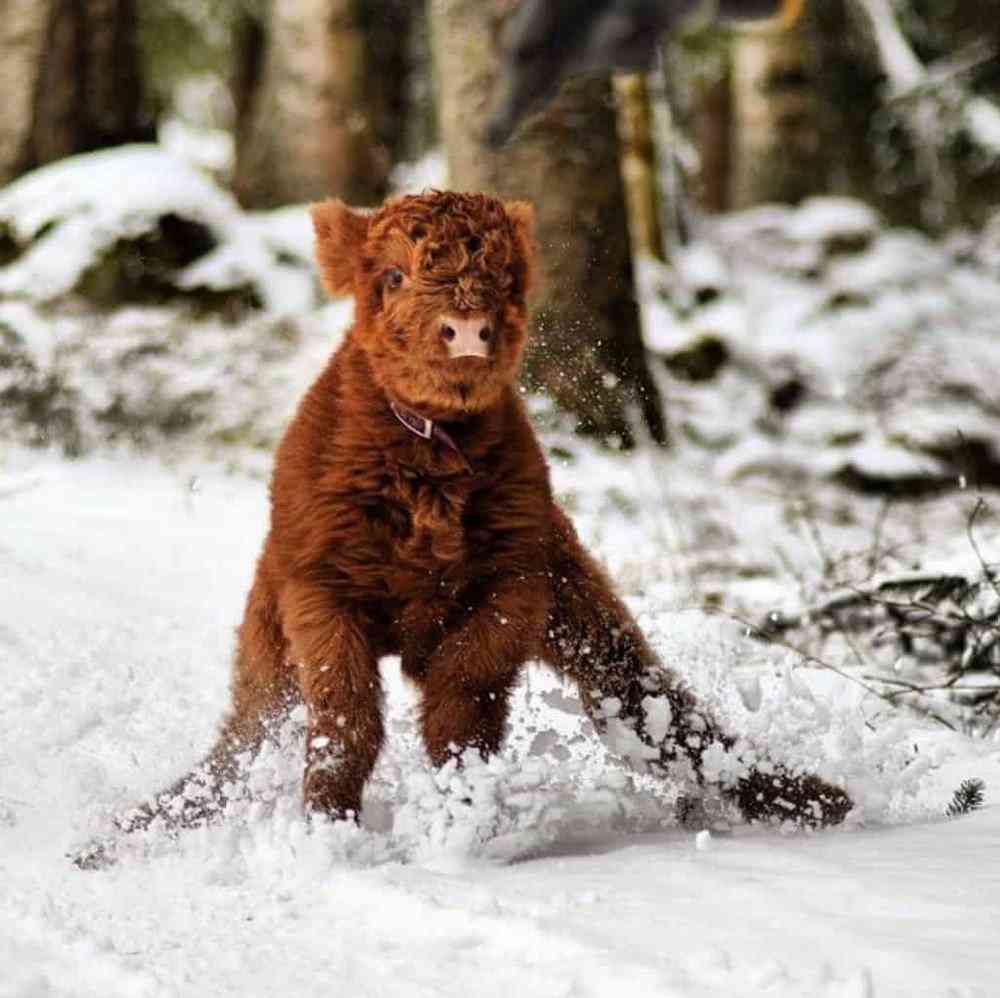 Bezerros que mais parecem Ewoks 4e0ee7f997f6 | Animais | animais, boi, criaturas, escocia, evolução, gado, pre história, raça