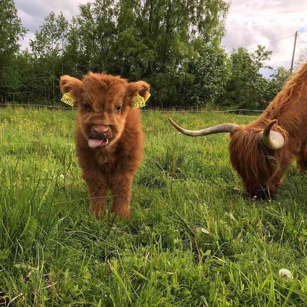 Bezerros que mais parecem Ewoks 5af362225043 | Animais | animais, boi, criaturas, escocia, evolução, gado, pre história, raça