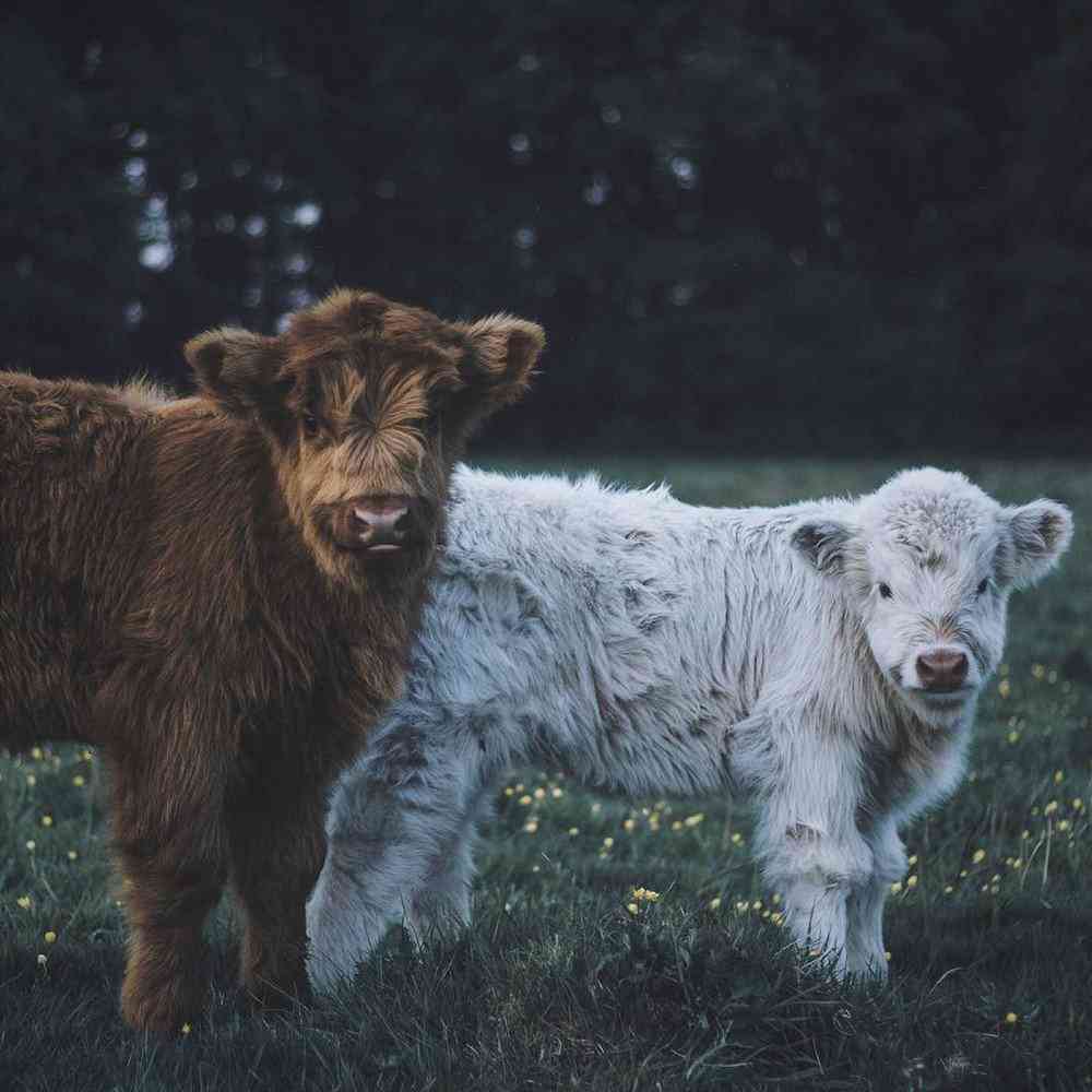 Bezerros que mais parecem Ewoks 72f6360f390d | Animais | animais, boi, criaturas, escocia, evolução, gado, pre história, raça