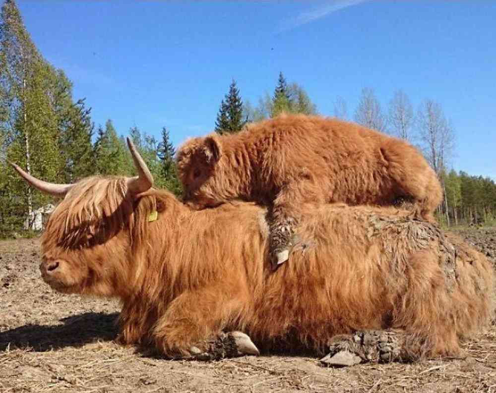 Bezerros que mais parecem Ewoks 8d292567af0e | Animais | animais, boi, criaturas, escocia, evolução, gado, pre história, raça
