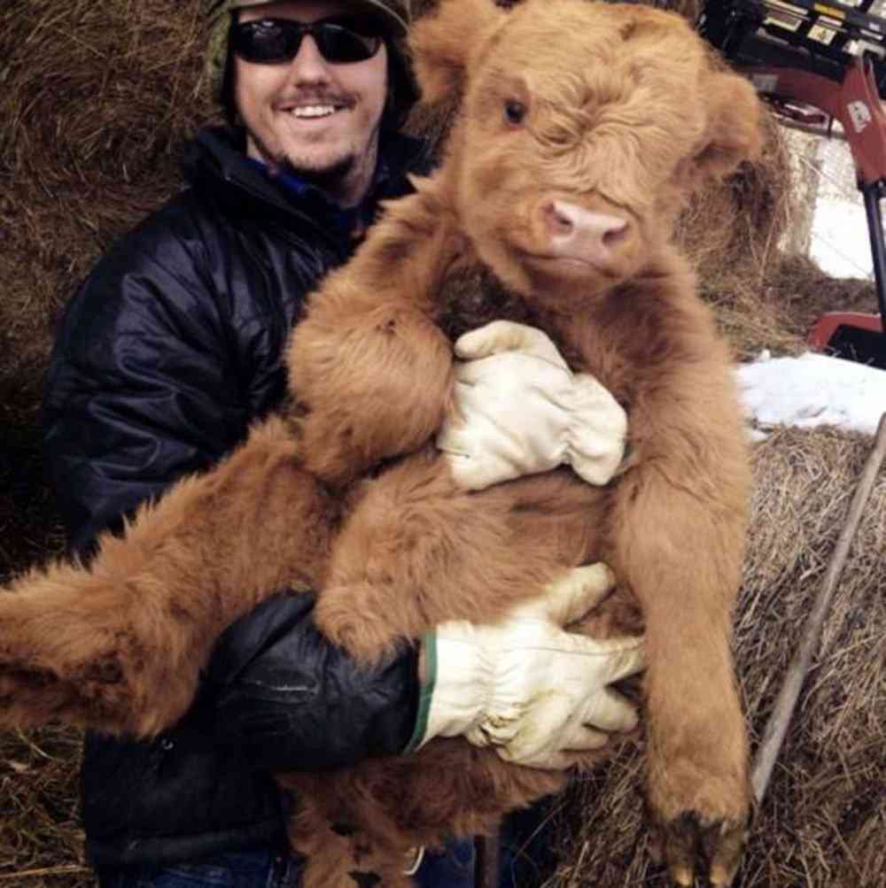Bezerros que mais parecem Ewoks 9337545430de | Animais | animais, boi, criaturas, escocia, evolução, gado, pre história, raça