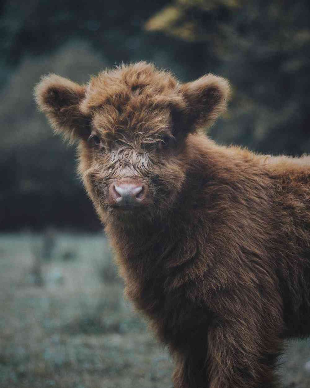 Bezerros que mais parecem Ewoks 95ec3511baa3 | Animais | animais, boi, criaturas, escocia, evolução, gado, pre história, raça