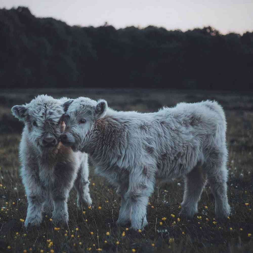 Bezerros que mais parecem Ewoks bdcbb35e5484 | Animais | animais, boi, criaturas, escocia, evolução, gado, pre história, raça