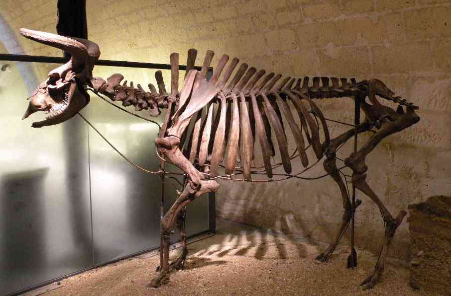 Bezerros que mais parecem Ewoks periglacial art auroch fs | Animais | animais, boi, criaturas, escocia, evolução, gado, pre história, raça