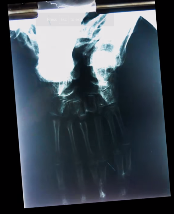 Investigadores independentes confirmam que a estranha múmia encontrada no deserto é de um extraterrestre. Será? 516 | Bizarro | alien, aliens, Arqueologia, cruaturas, jaime maussan, polêmica, ufologia, ufos
