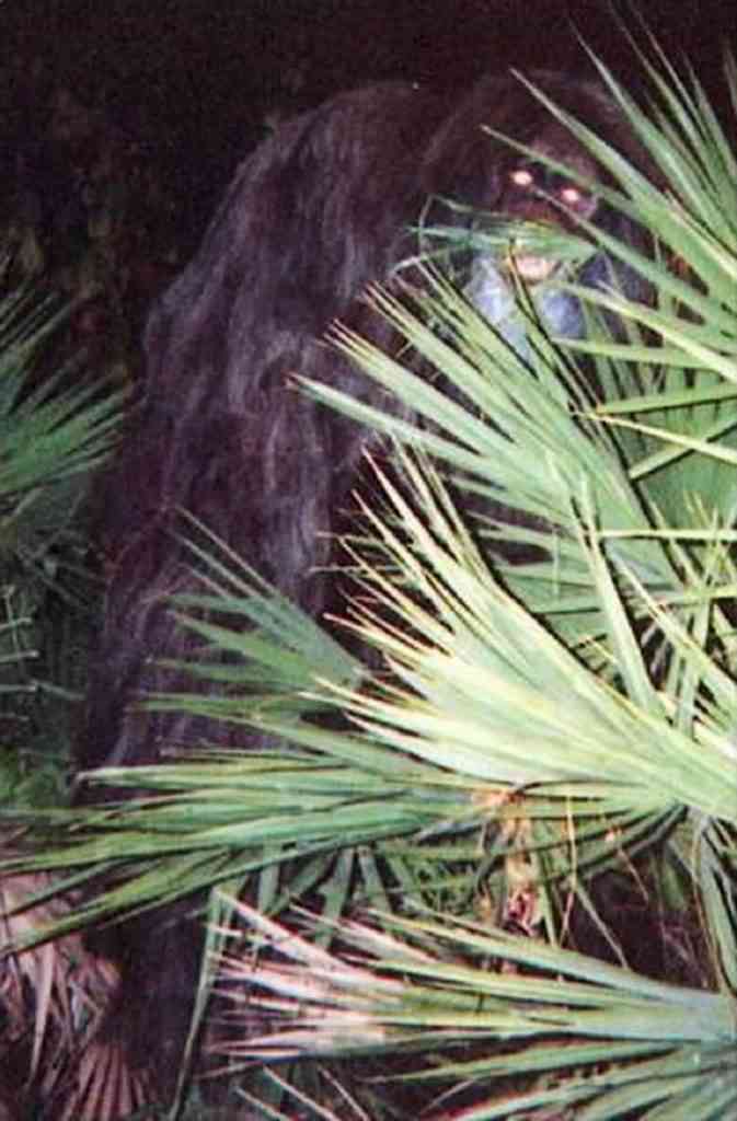 Foto gump do dia: Skunk ape, O macaco fedido da Flórida 1e99368231b913d631ce4aad226214f4 | Bizarro | bizarro, macaco, monstro, pe grande