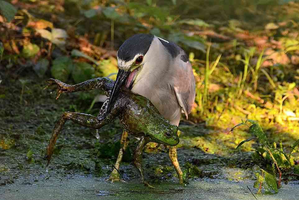 Foto Gump do dia: Garça fagocitando uma rã (imagens fortes) 307fd18c3549 | Curiosidades | animais, bizarro, curooso, fotografia, rã