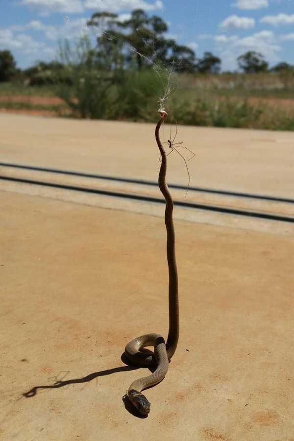 Foto gump do dia: Aranha vai jantar bem Fotografia de uma aranha segurando uma cobra morta