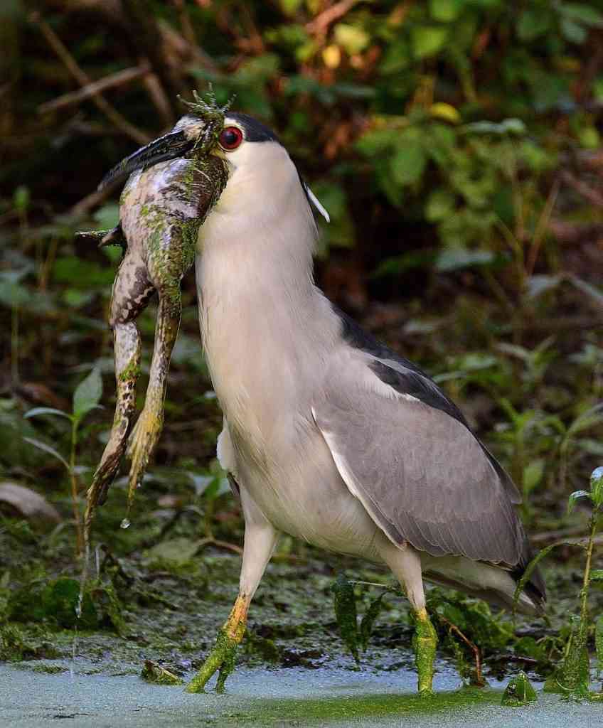 Foto Gump do dia: Garça fagocitando uma rã (imagens fortes) 8510d8736b55 | Curiosidades | animais, bizarro, curooso, fotografia, rã