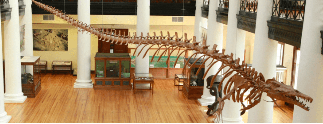Monstro do lago Ogopogo reapareceu no Canadá basilosaurus orig | Curiosidades | animais, bizarro, criptozoologia, incrível, monstros, Monstros marinhos