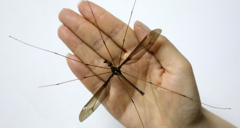 Foto gump do dia: China descobre o maior mosquito do mundo 1524851330 2480559 original | Foto gump do dia | animais, china, foto gump do dia, gigantes, incrível