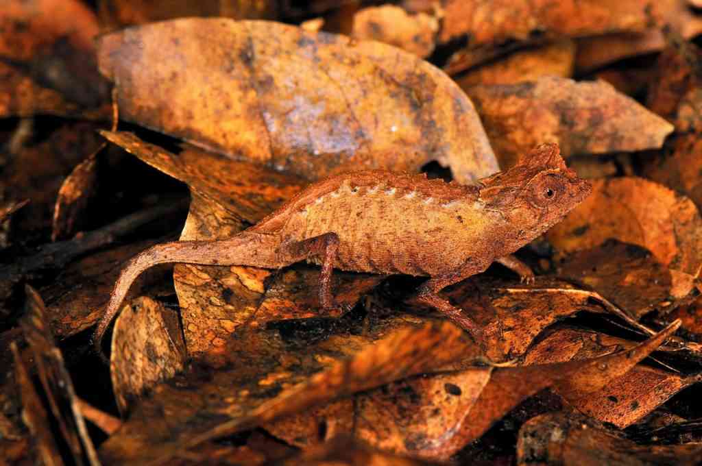 A arte de se esconder f7aad1b83af8 | Animais | animais, curiosidades, mimetismo