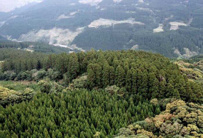 O mistério dos Incríveis círculos vegetais 1a55ca174156feb01aac5c3d3567a7f4 | Curiosidades | árvores, curioso, japão, lugares