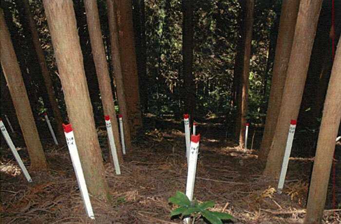 O mistério dos Incríveis círculos vegetais 2fc435dfd34dd9df3d48a8d347263e4a | Curiosidades | árvores, curioso, japão, lugares