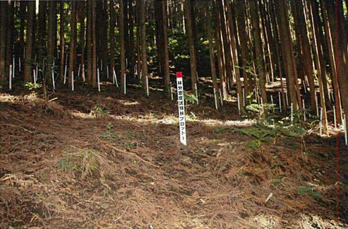 O mistério dos Incríveis círculos vegetais 7ab971f0ff0041959c7c665204b81b3c | Curiosidades | árvores, curioso, japão, lugares