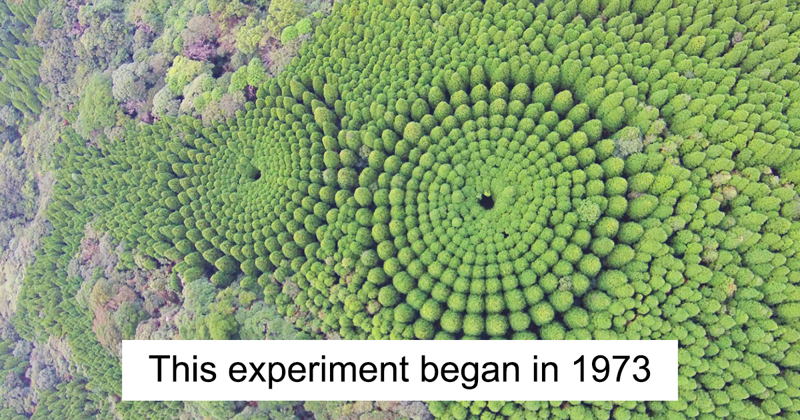 O mistério dos Incríveis círculos vegetais 933c5a8d8f84a5363a59a5481cd220af | Curiosidades | árvores, curioso, japão, lugares