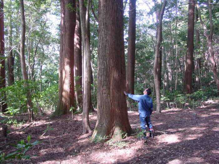O mistério dos Incríveis círculos vegetais 988495fa76e56ea24ddde33e32a10b11 | Curiosidades | árvores, curioso, japão, lugares