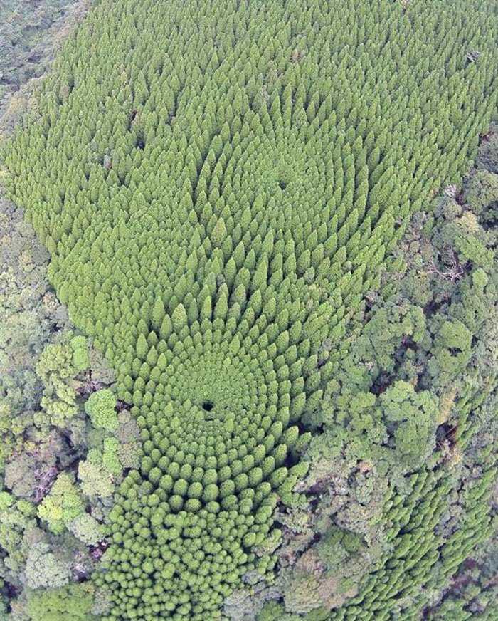 O mistério dos Incríveis círculos vegetais b1aea9f3efb042d8f5713dd92f4ab397 | Curiosidades | árvores, curioso, japão, lugares