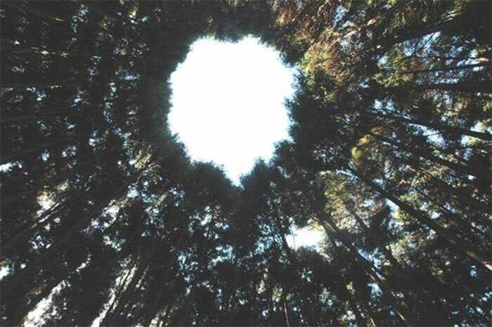 O mistério dos Incríveis círculos vegetais fa1e061235279661b472e5626d04cc84 | Curiosidades | árvores, curioso, japão, lugares