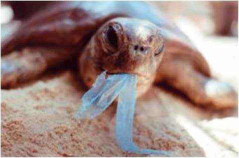 Japonês inventa maquina que pega o lixo plástico e faz virar gasolina. Será? 4478sea turtle plastic bag | Ciência | bizarro, curioso, incrível, invento, japão, platsico, poluição, sinistro, Tecnologia, video, videos