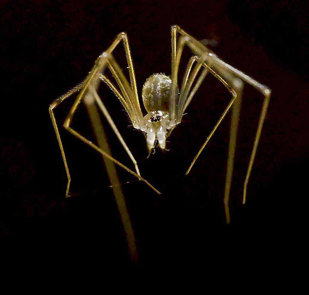 Como fazer fotografia Macro - Safari no jardim 2 663525aranhazinha5 blog | Arte | fotografia, insetos, macro